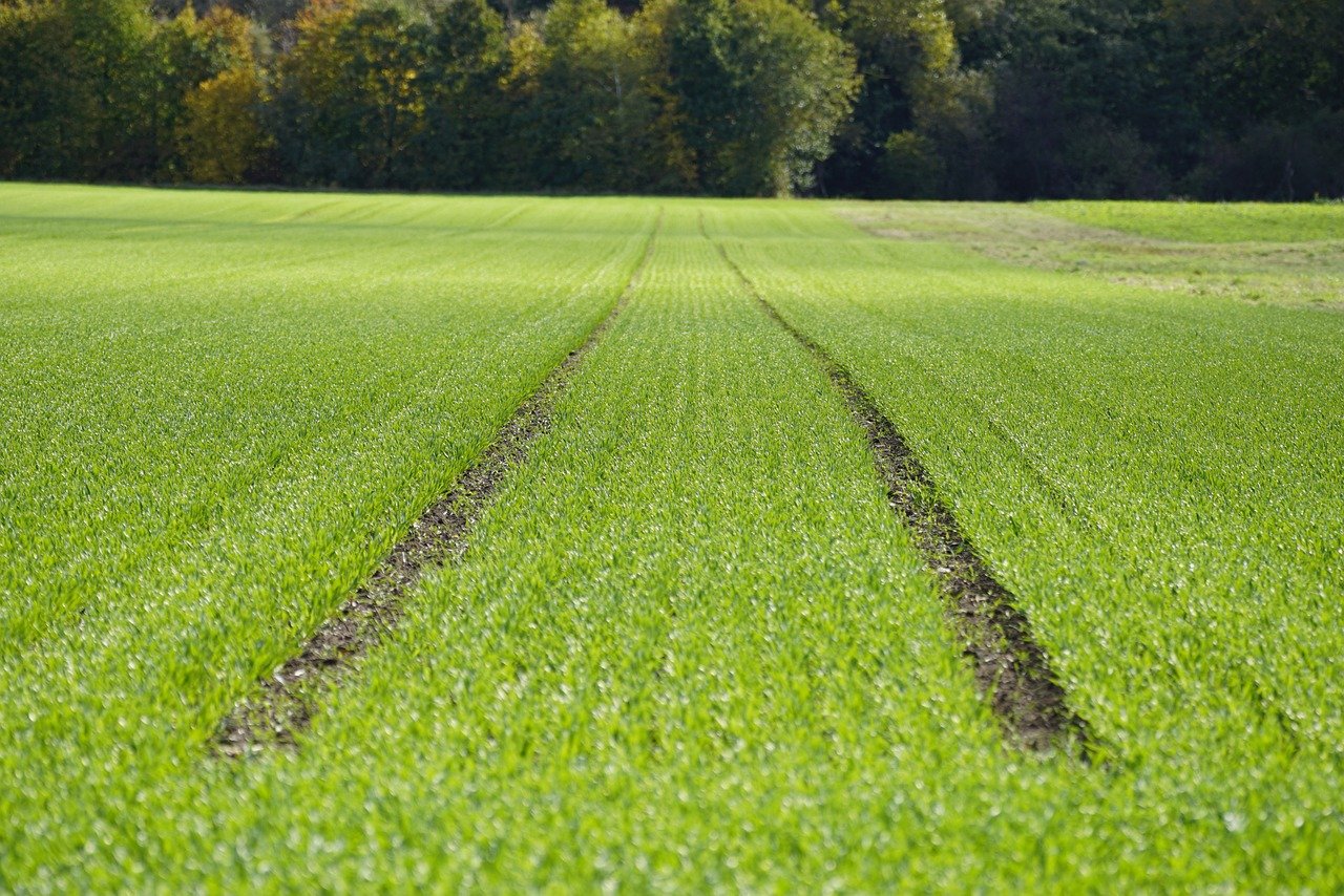 What is Vertical Farming and How Does it Contribute to Sustainability?